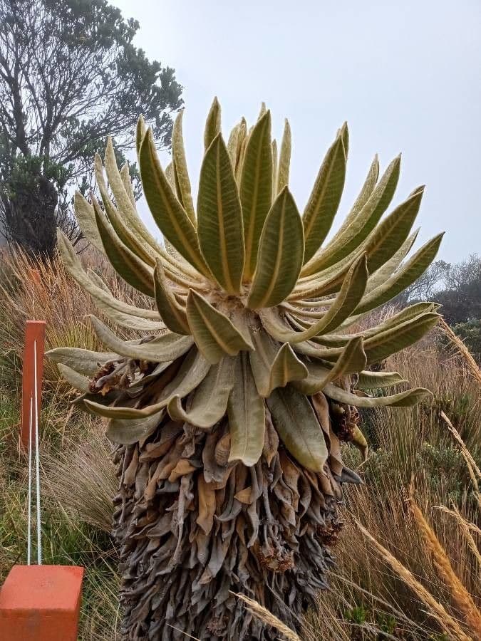 Frailejón 11