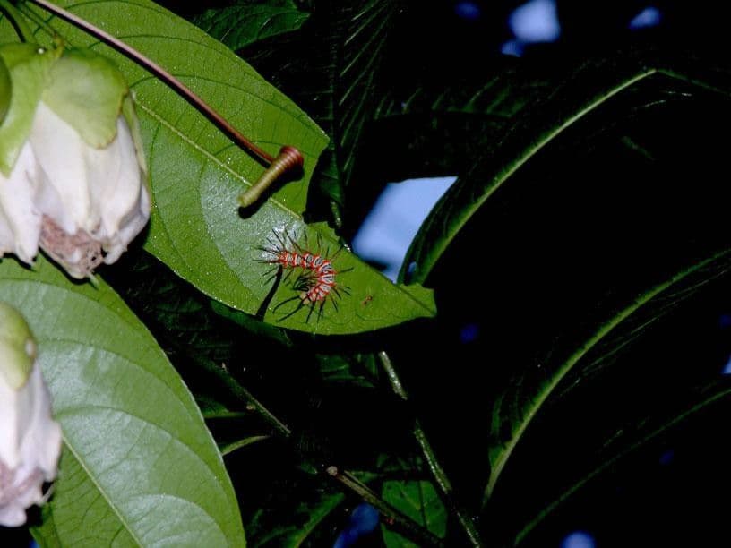Passiflora 22