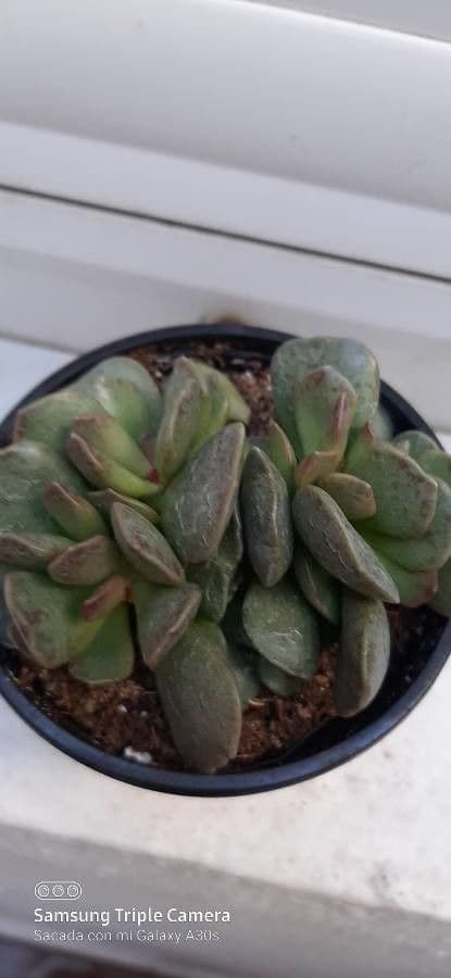 Adromischus