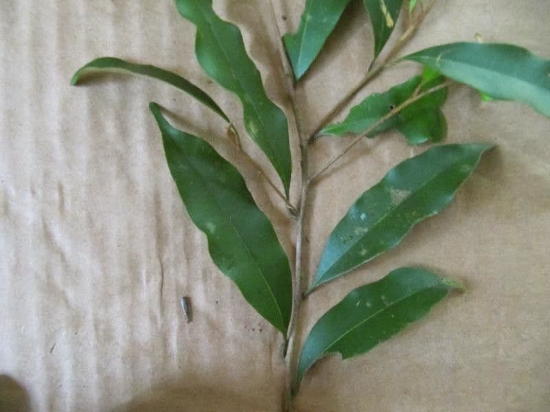 Chrysophyllum argenteum