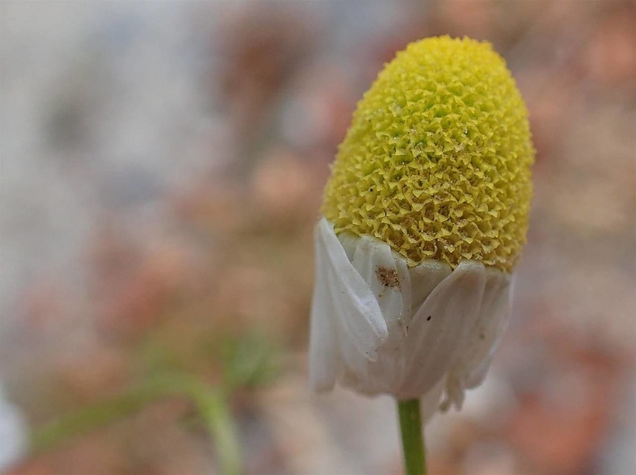Camomilla comune 5