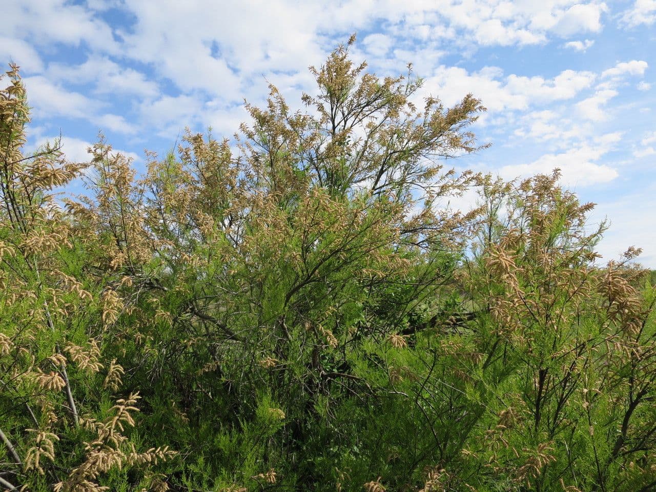 Tamariška africká 15