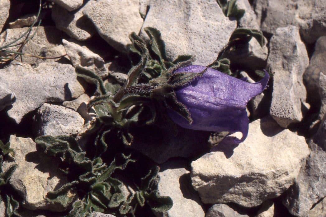 Campanula alpestre 12