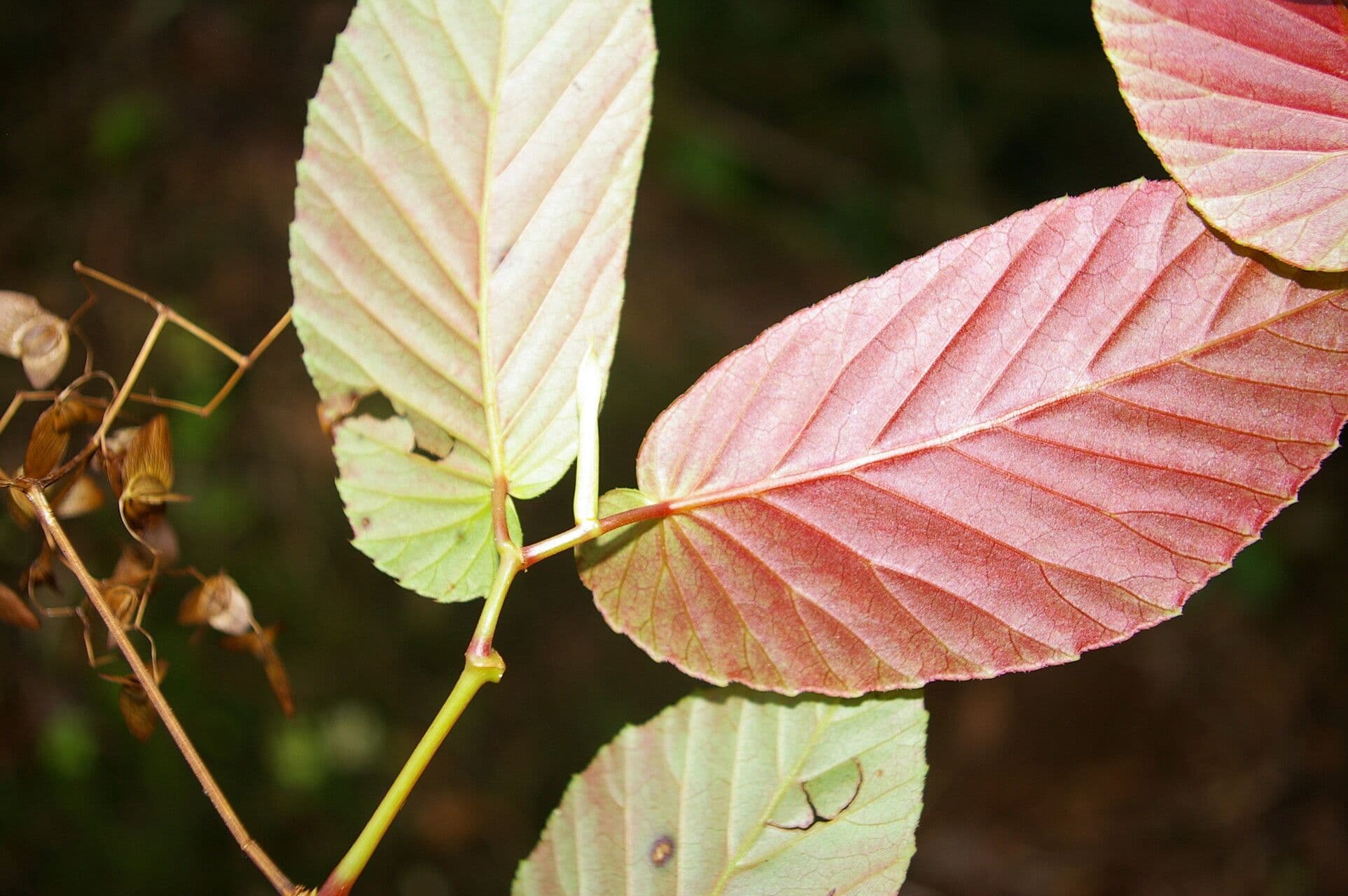 Begonia 5