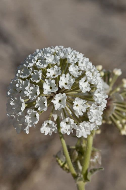 Abronia fragrante 4