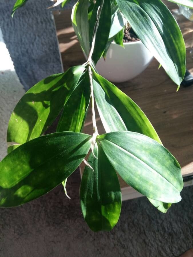 Bambù palmata 6