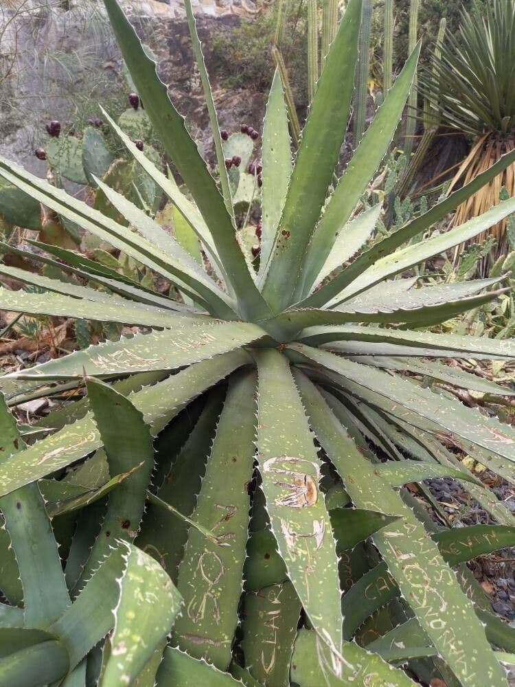 Agave 3