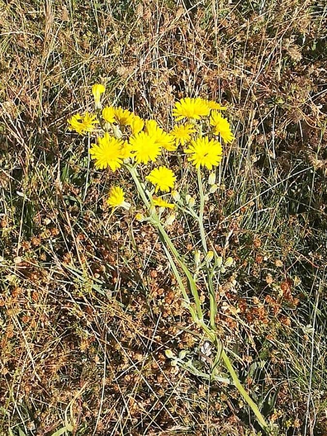 Radicchiella capillare 9