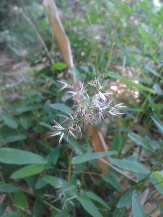 Raddia