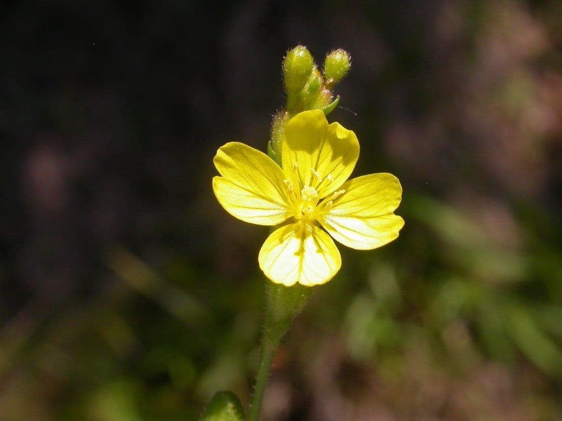 Oenothera 5