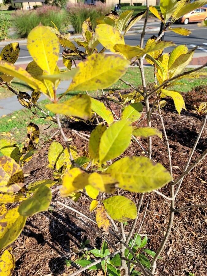 Chionanthus 17