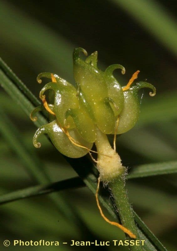 Ranunculus aduncus 3