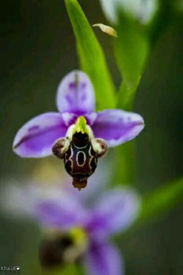 Ophrys