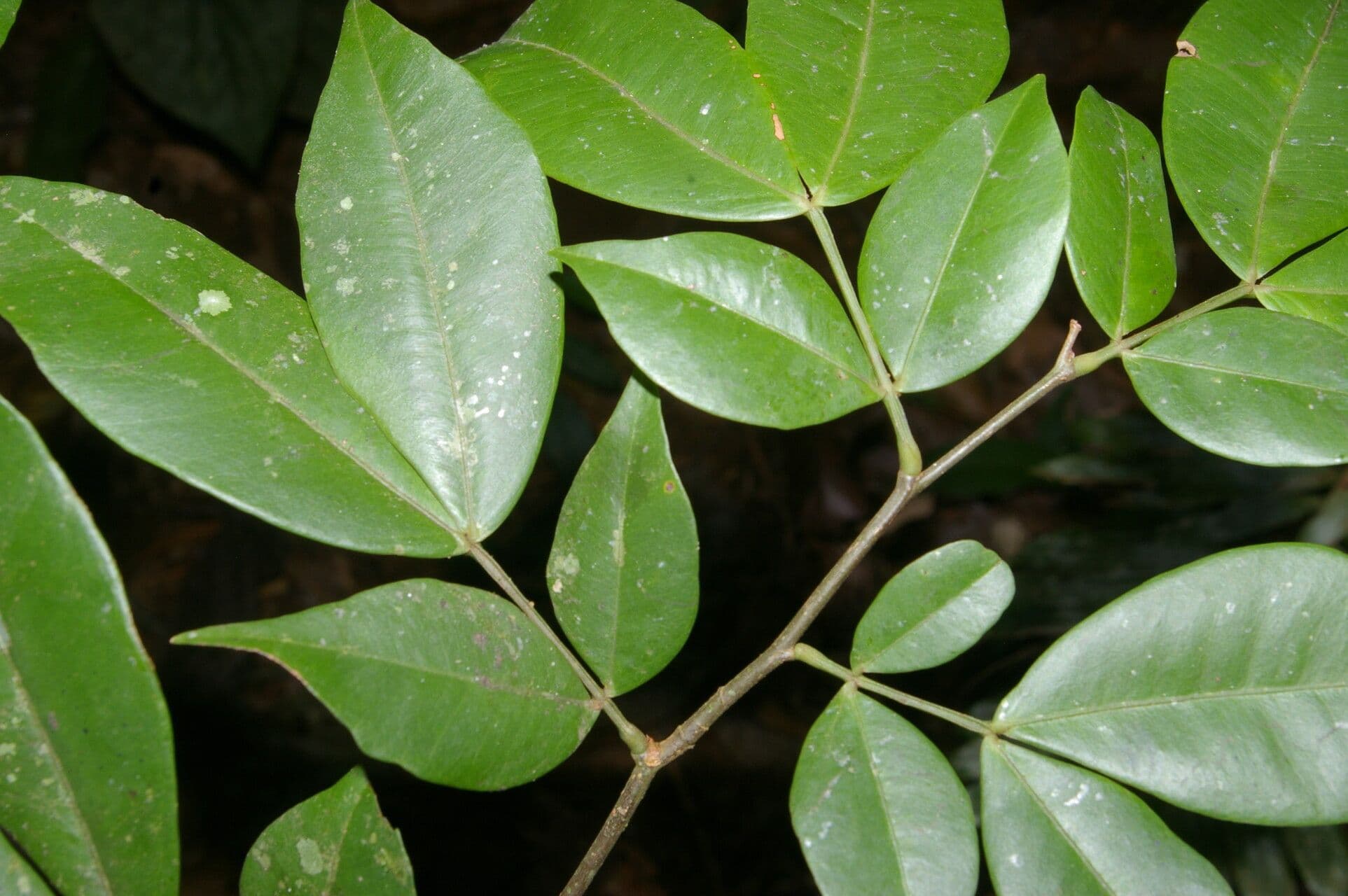 Macrolobium 6