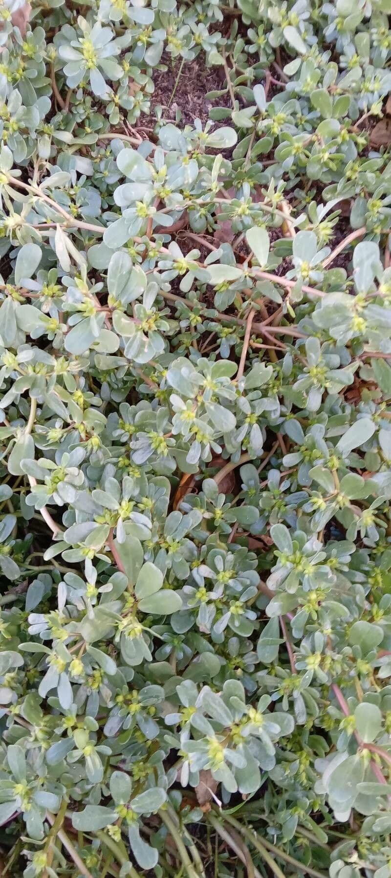 Porcellana comune 14