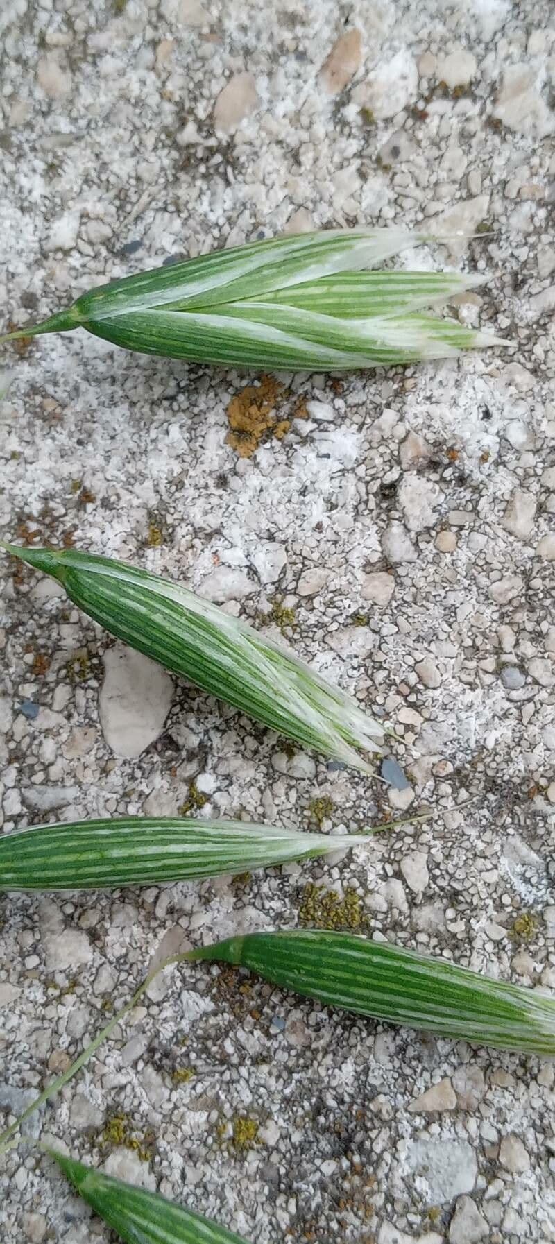 Avena 7