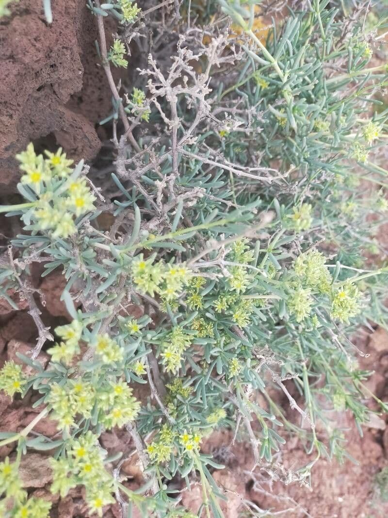Gymnocarpos 17