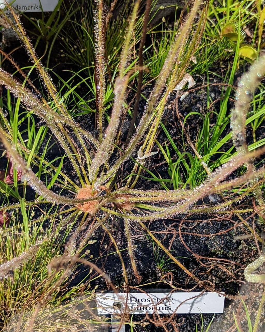 Threadleaf sundew 10