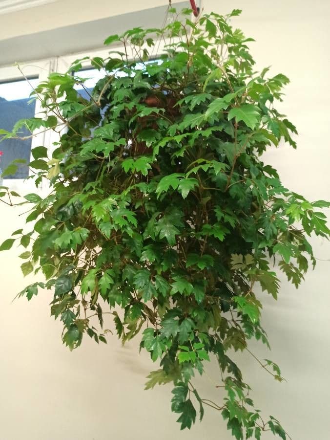 Cissus alato 13