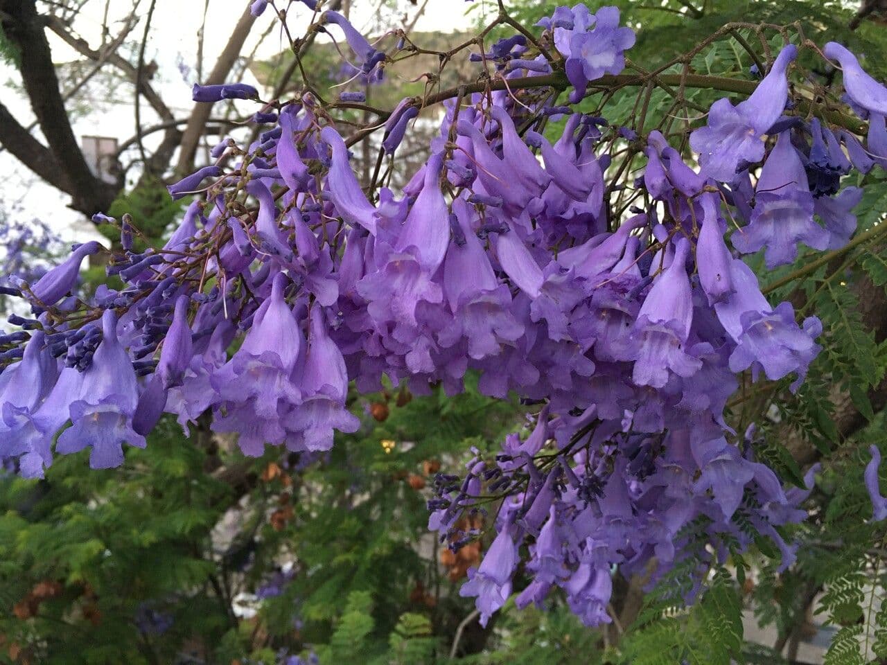 Jacaranda 6