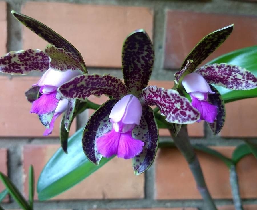 Cattleya maculata
