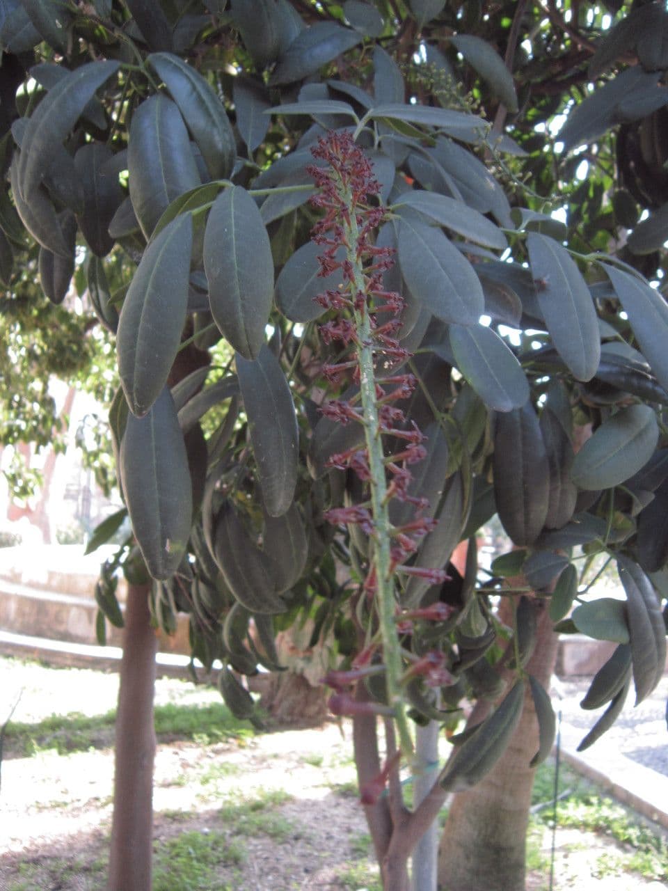 Pilocarpus pernatý 11
