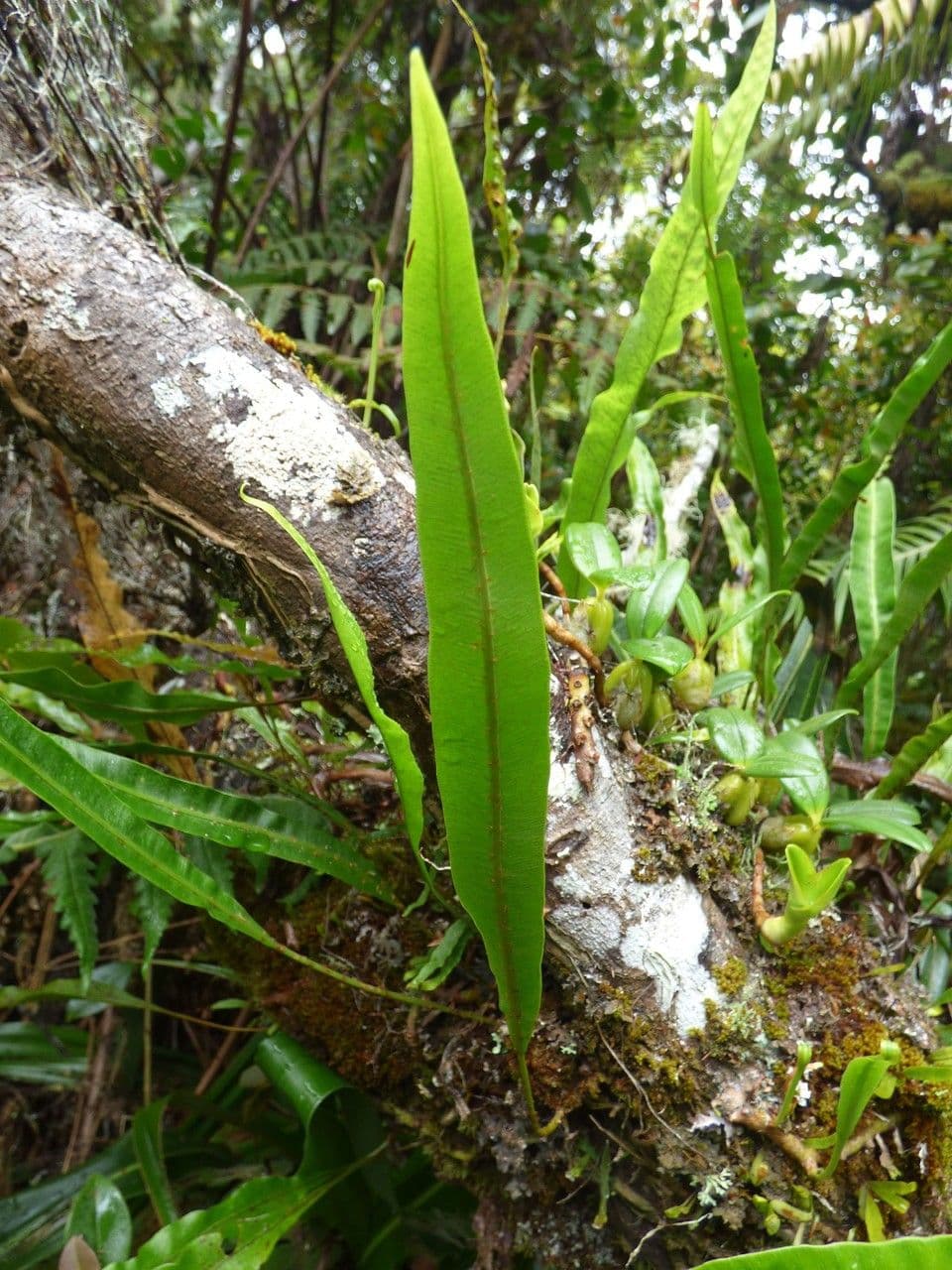 Elaphoglossum 7