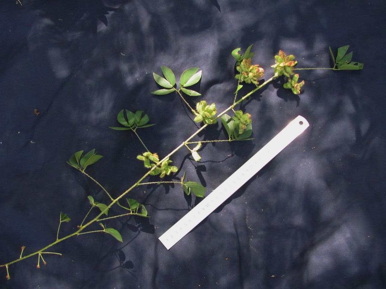 Samt-Mimose 9