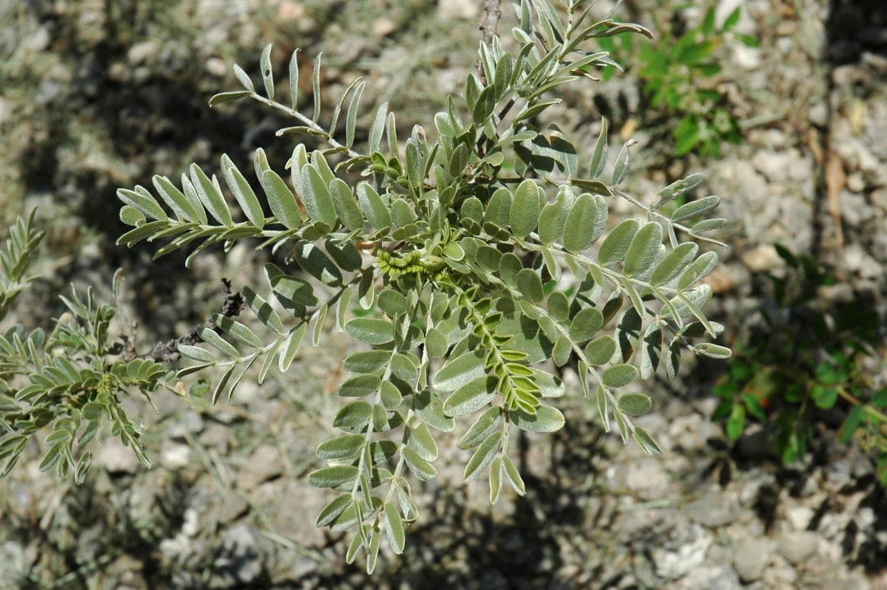 Sesbania tomentosa 6