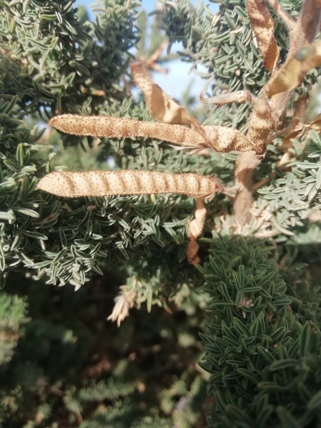 Adenocarpus viscoso 2