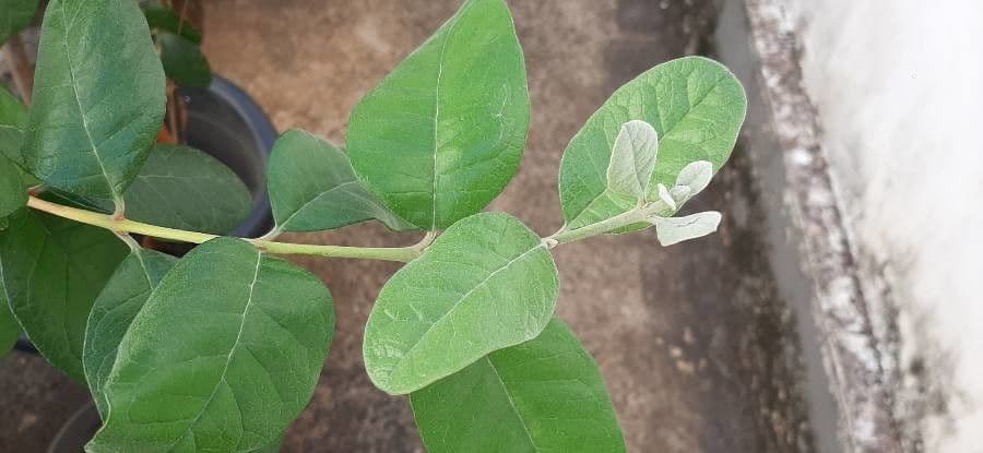 Feijoa 17
