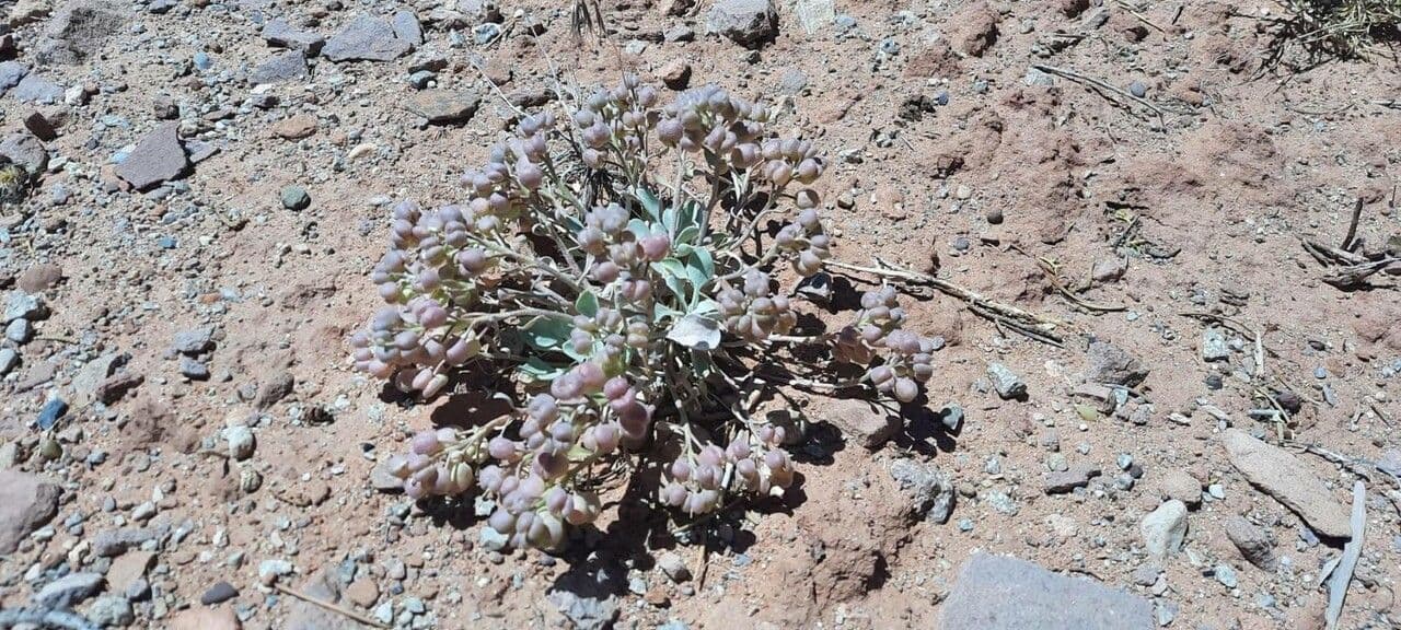 Physaria 14