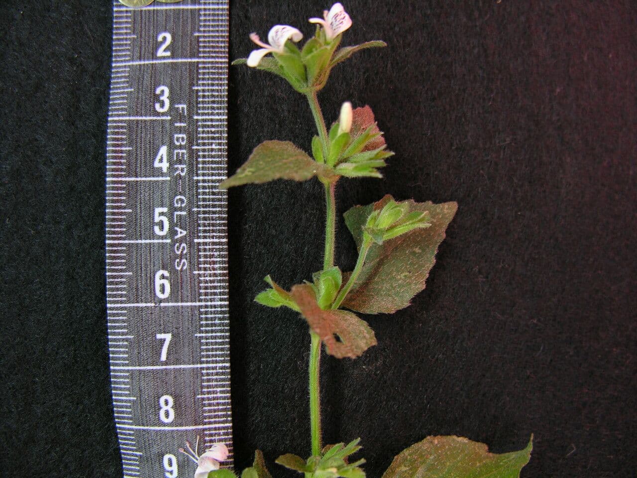 Hypoestes 6
