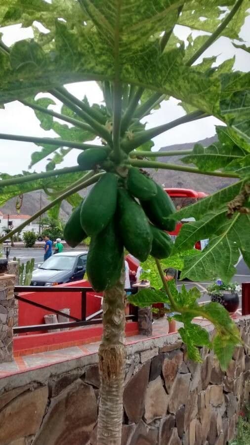 Papaya 5