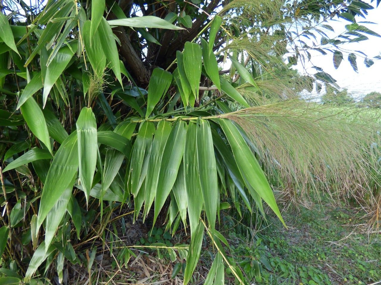 Erba tigre 12