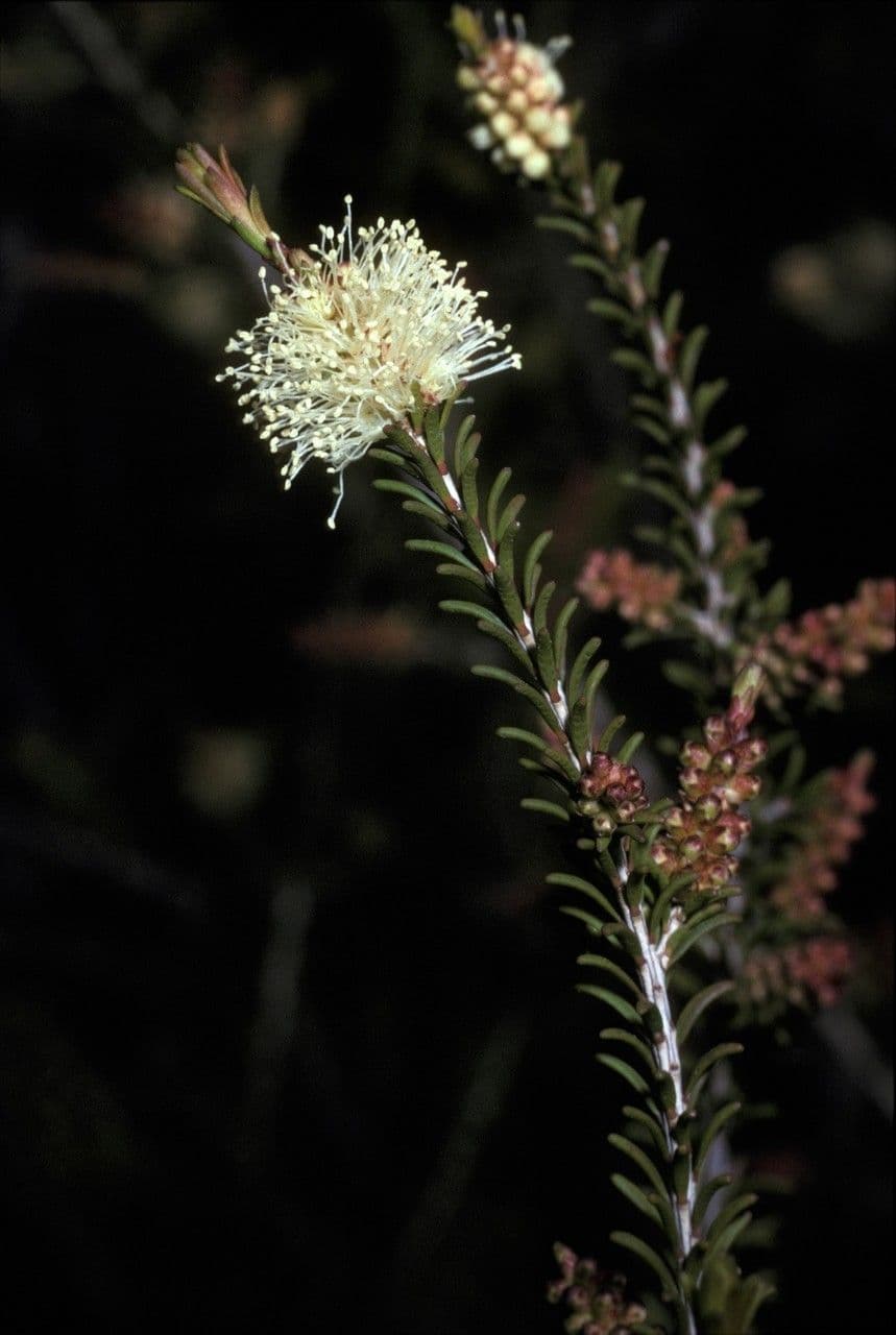 Melaleuca