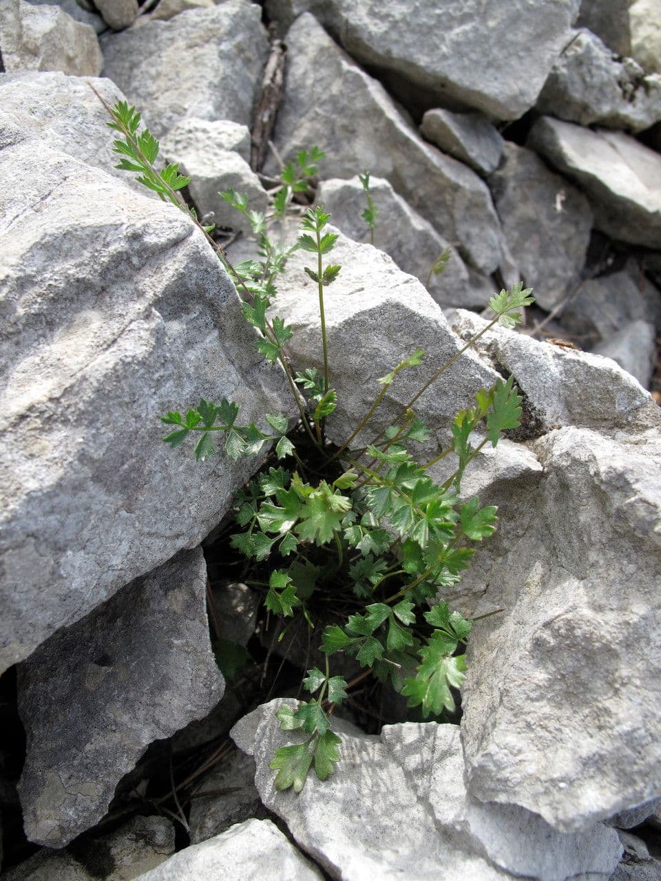 Pimpinella tragium 11