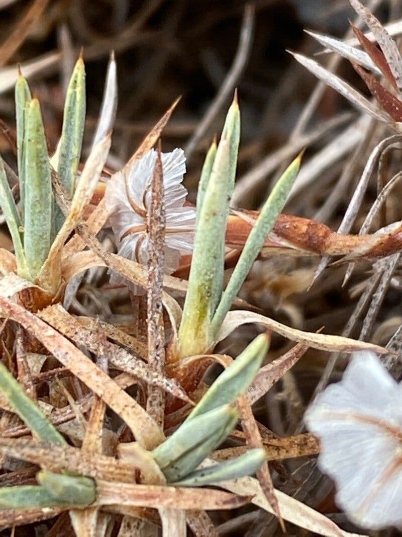 Acantholimon 8