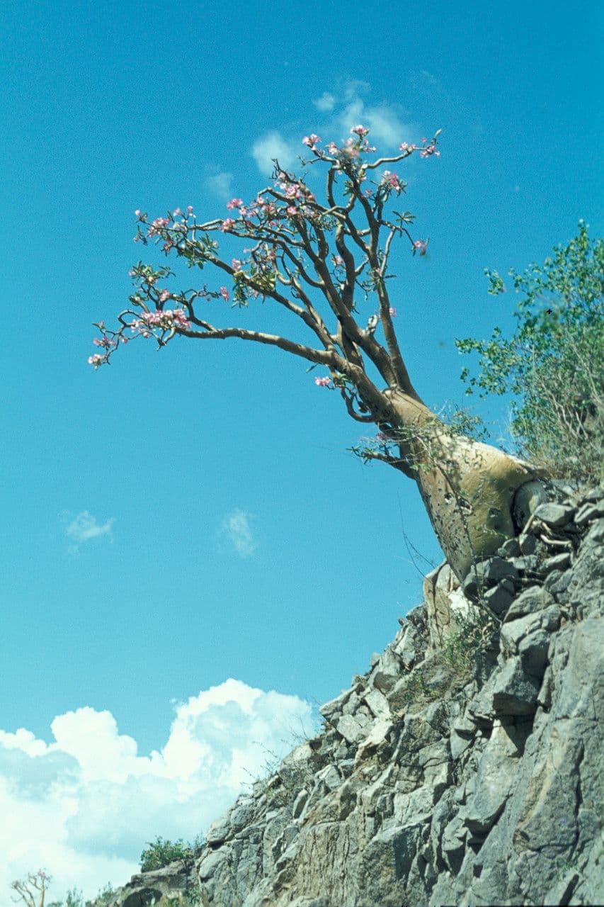 Adenium 10