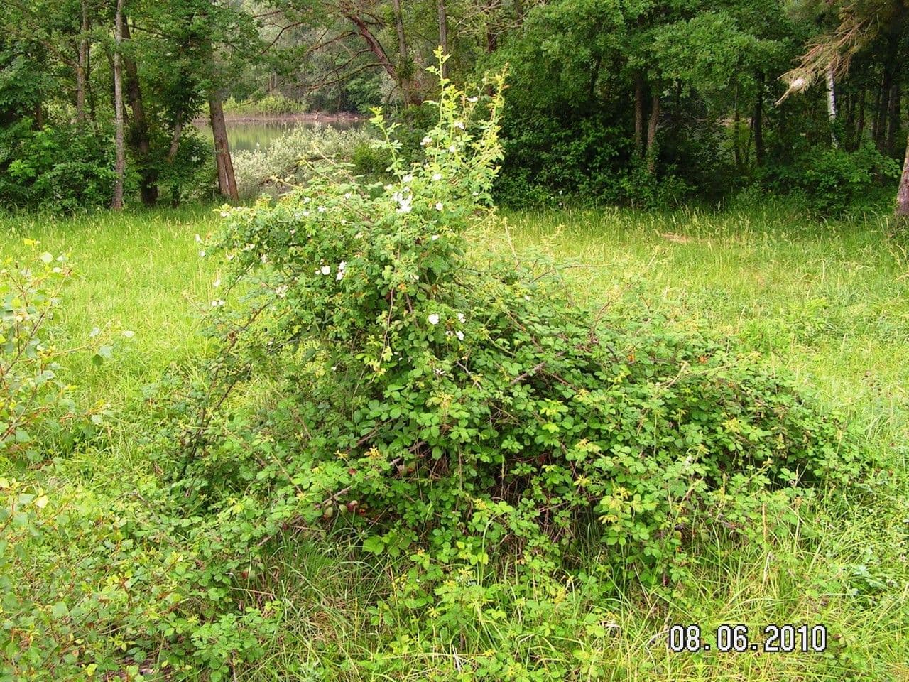 Kleinblütige Rose 15