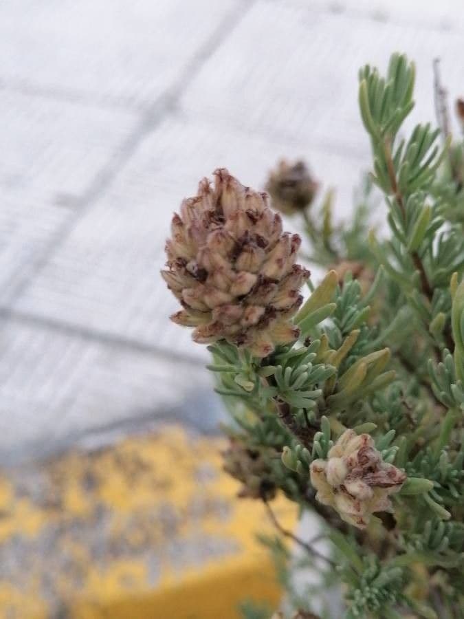 Lavanda selvatica 2