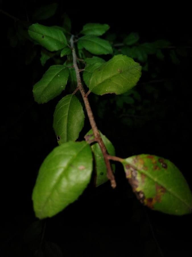 Bürstenholly 5