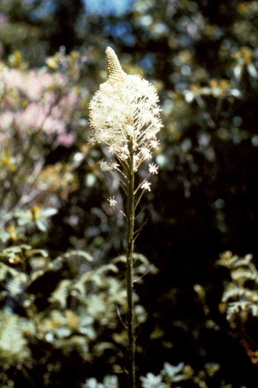 Xerophyllum