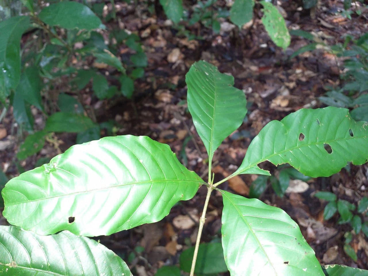 Lacunaria