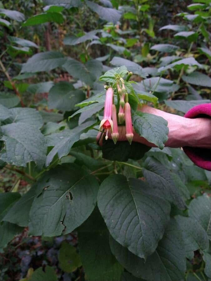 Fuchsien