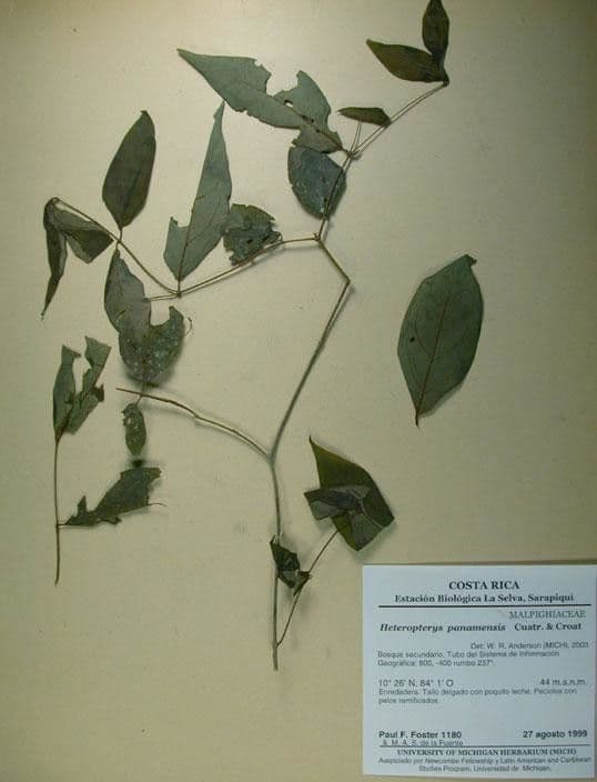 Heteropterys 26