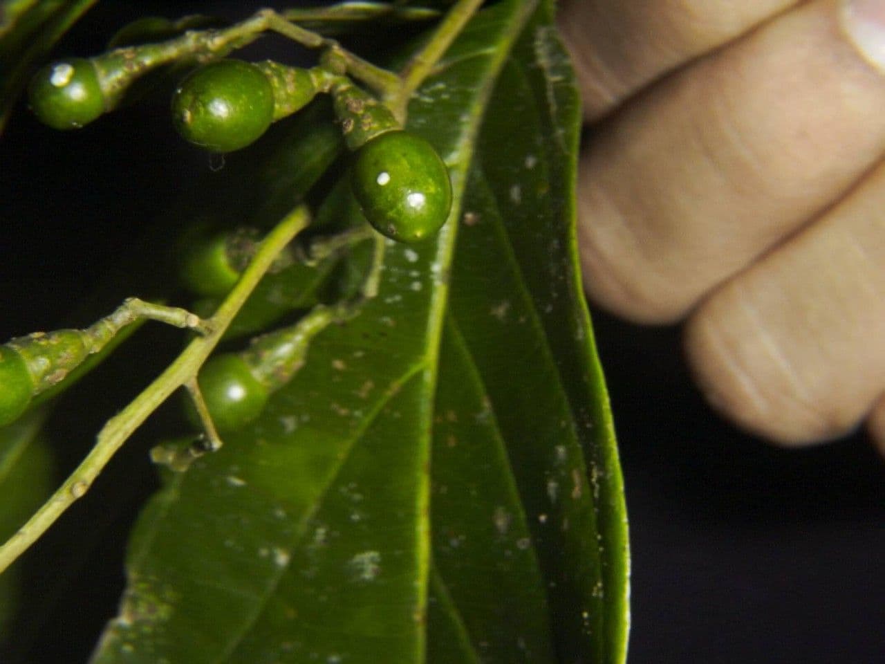 Nectandra 5
