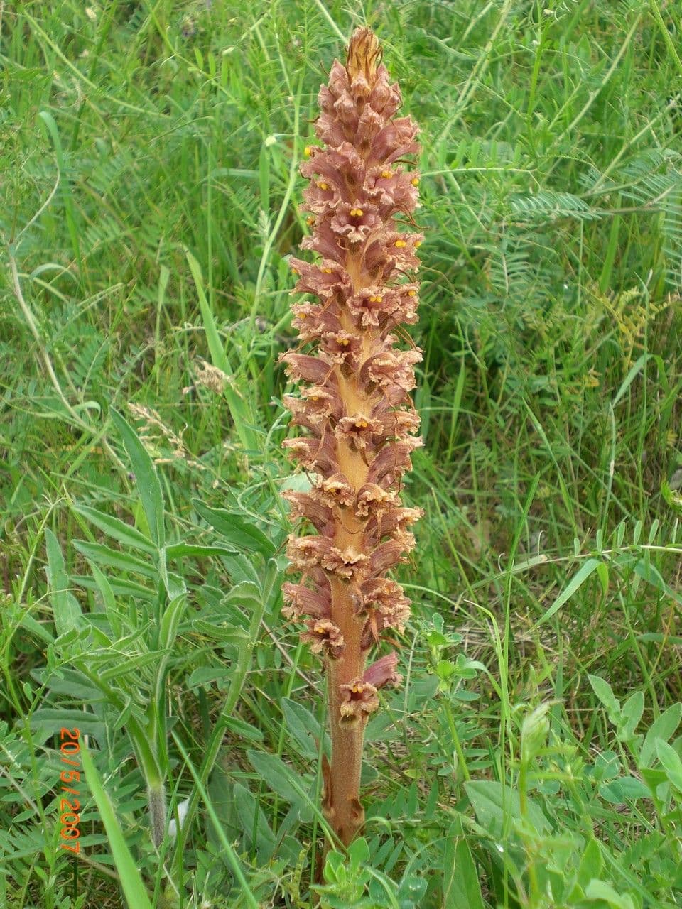 Orobanche maggiore 8