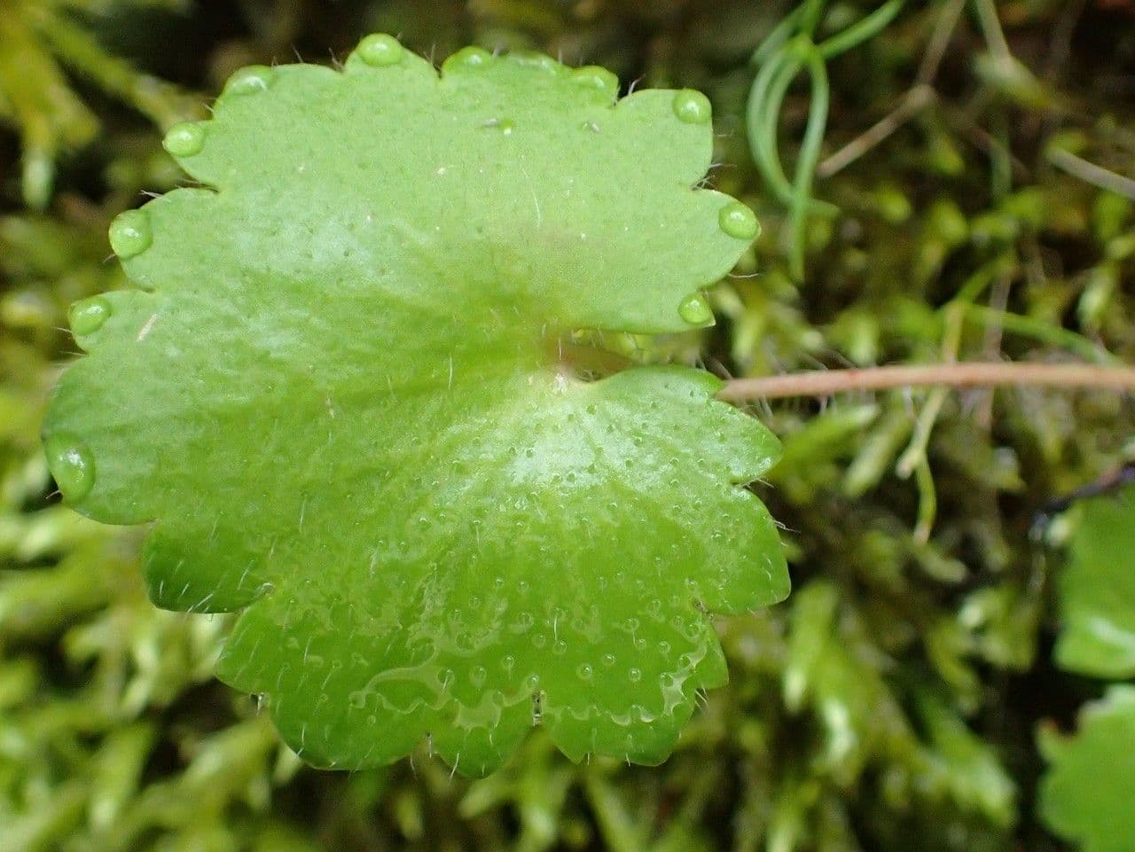 Rundblättriger Steinbrech 19