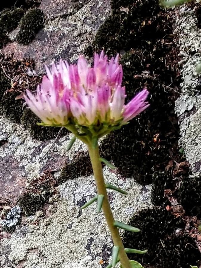 Pseudosedum